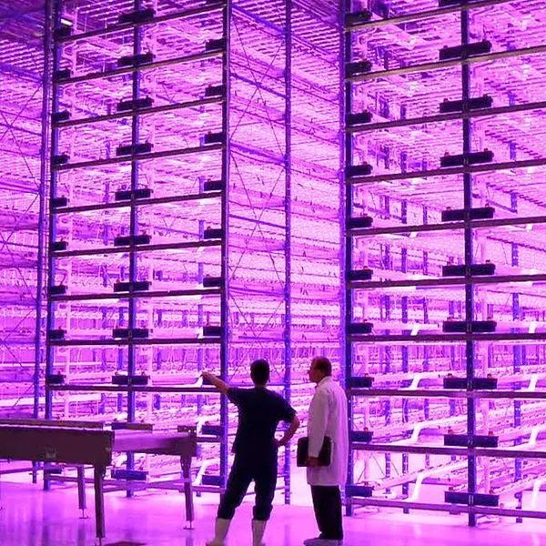 富硒蔬菜是需要什么设备(富硒蔬菜的国家标准值)-硒宝网