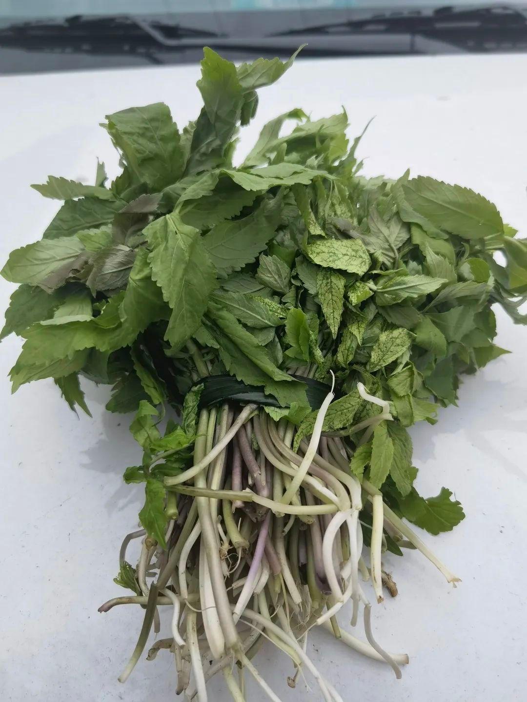 富硒水芹菜是有机蔬菜吗（芹菜含硒）-硒宝网