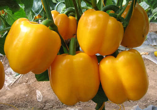 富硒蔬菜供应链管理公司(中国富硒蔬菜杂交)-硒宝网