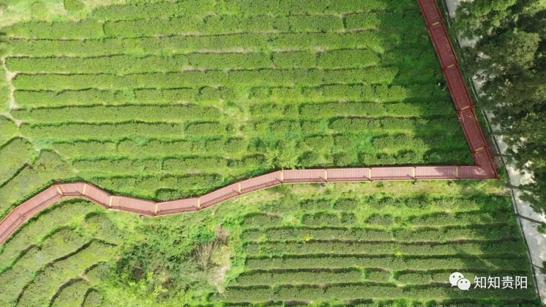 南江乡富硒蔬菜种植面积（万亩富硒蔬菜基地）-硒宝网