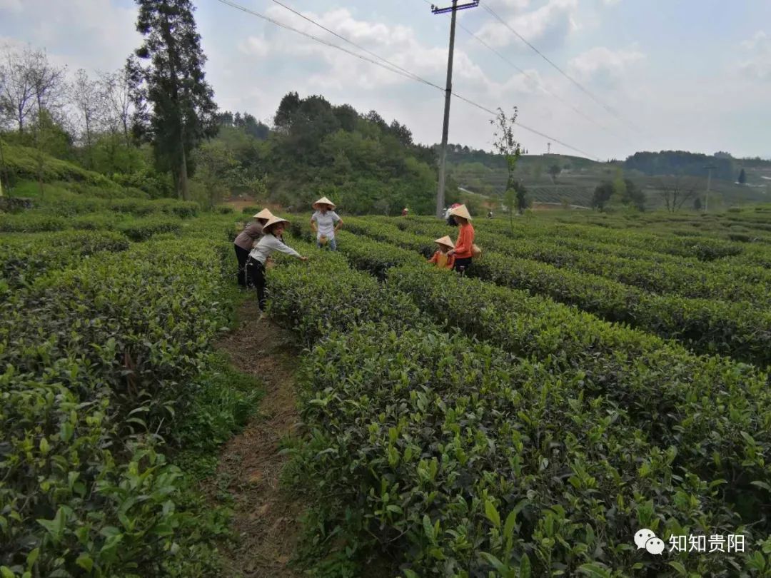 南江乡富硒蔬菜种植面积（万亩富硒蔬菜基地）-硒宝网