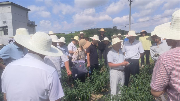 恩施州高山富硒蔬菜栽培(湖北恩施富硒植蔬片)-硒宝网