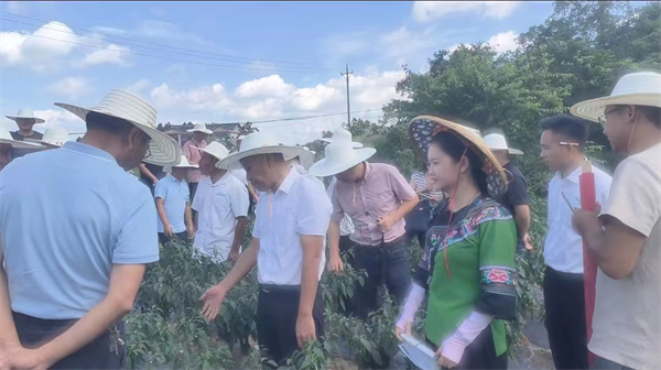 恩施州高山富硒蔬菜栽培(湖北恩施富硒植蔬片)-硒宝网