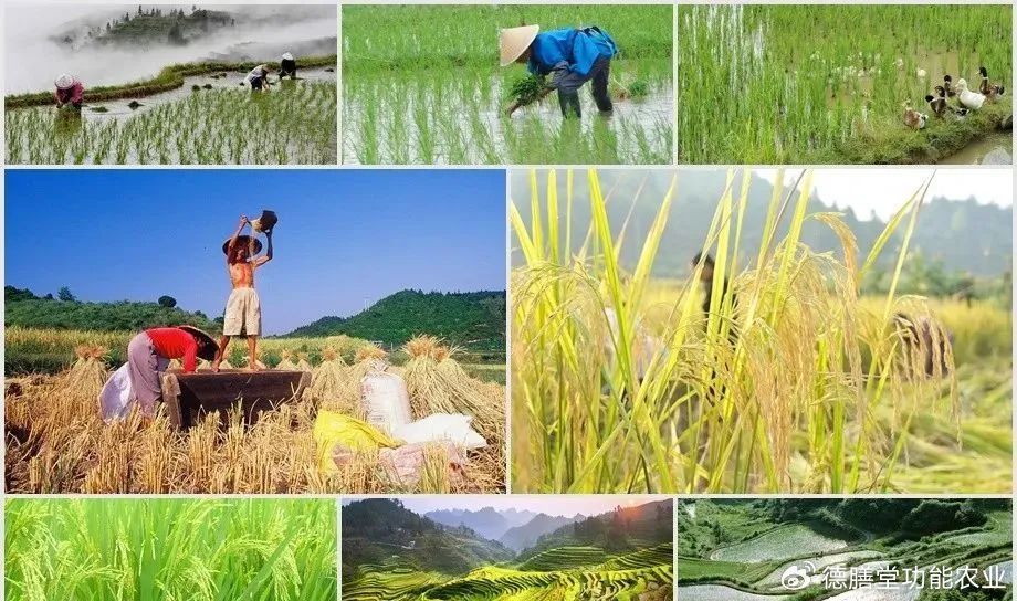 于都县富硒蔬菜种植观摩(于都富硒农业)-硒宝网