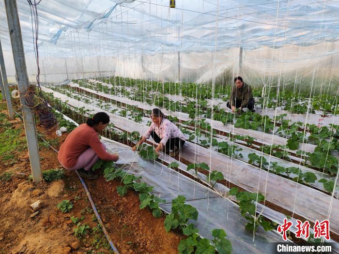 江西百良富硒蔬菜产业园（江西省蔬菜种植基地）-硒宝网