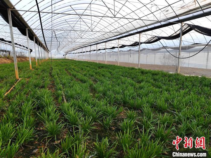 江西百良富硒蔬菜产业园（江西省蔬菜种植基地）-硒宝网