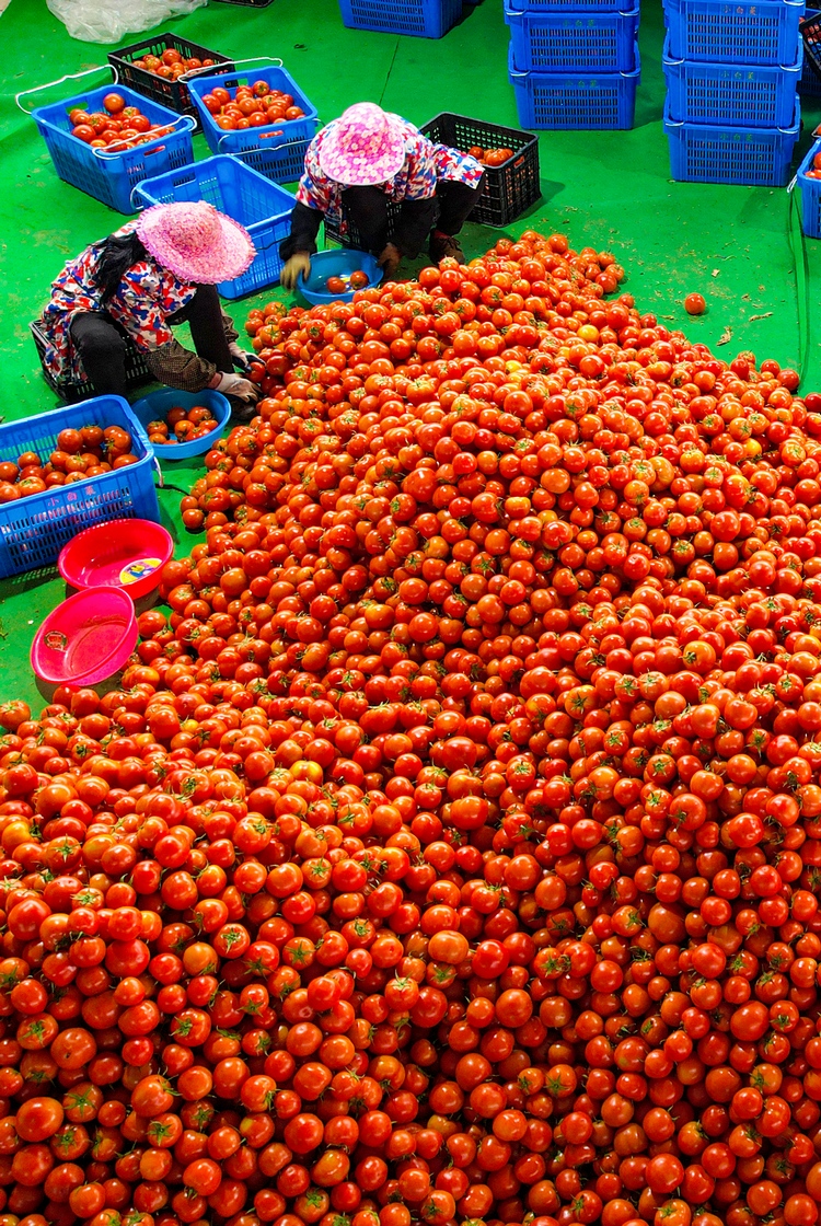 于都县梓山富硒蔬菜特色(于都县富硒产业发展中心)-硒宝网