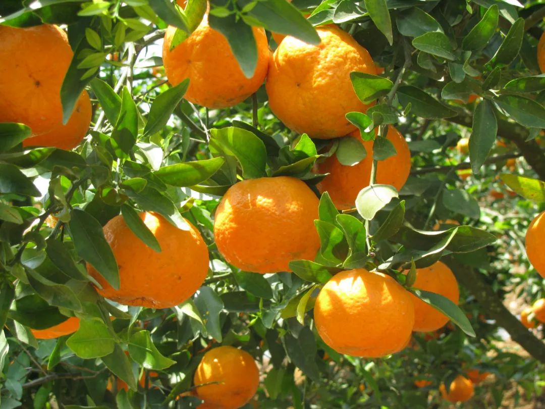 于都县梓山富硒蔬菜特色(于都县富硒产业发展中心)-硒宝网