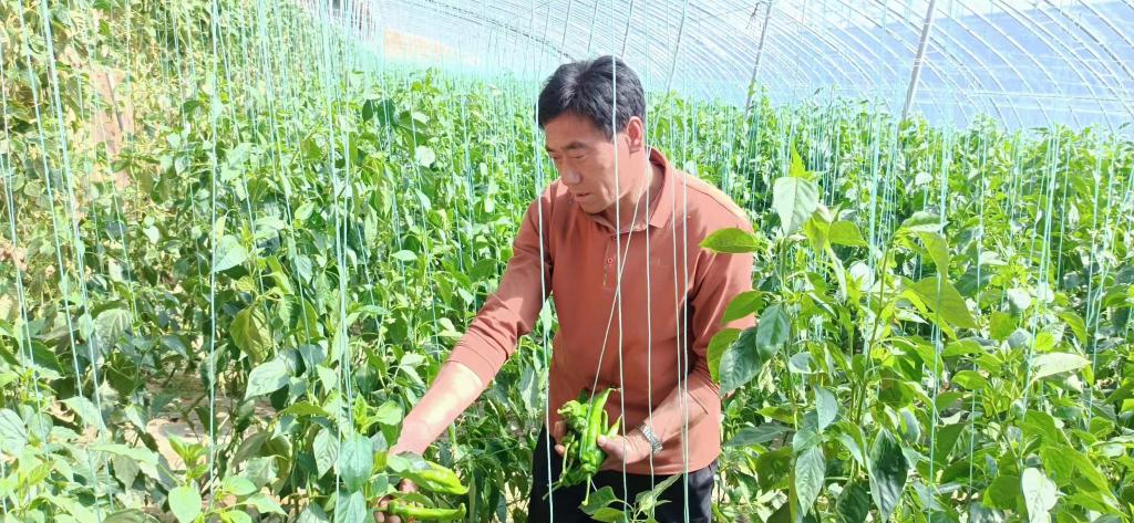 于都县梓山富硒蔬菜特色(于都县梓山镇蔬菜基地)-硒宝网