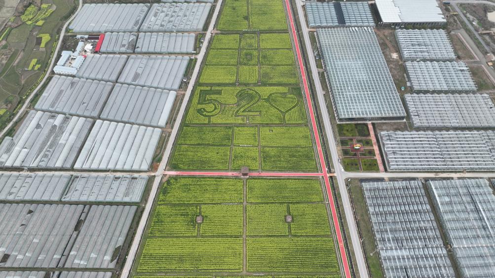 于都县梓山富硒蔬菜特色(于都县梓山镇蔬菜基地)-硒宝网