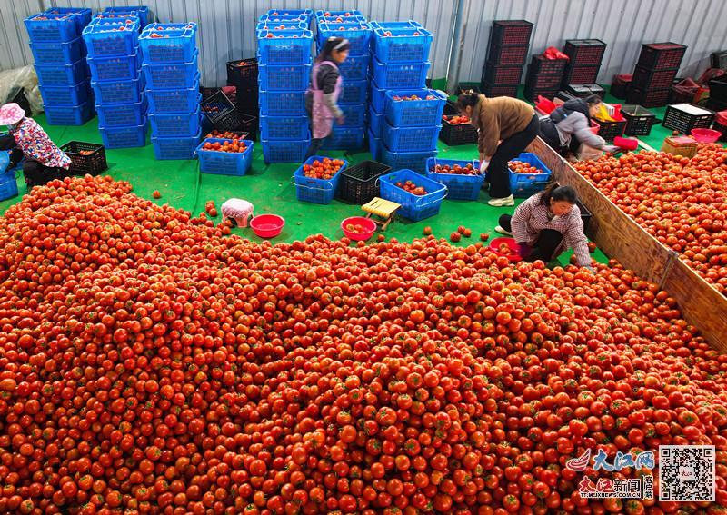 赣州市富硒蔬菜基地地址(赣州蔬菜价格表最新)-硒宝网