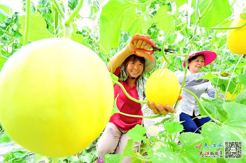 赣州市富硒蔬菜基地地址(赣州蔬菜价格表最新)-硒宝网