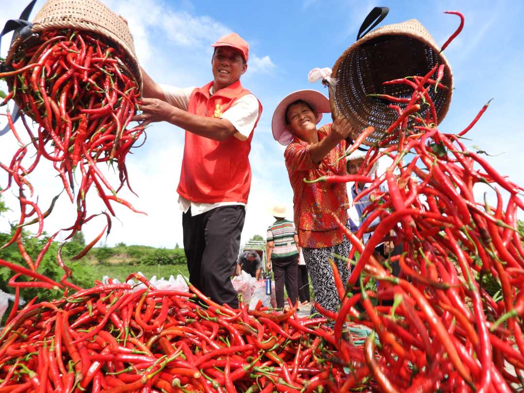九江富硒蔬菜产业在哪里（江西富硒蔬菜）-硒宝网