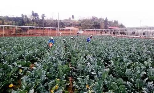 富硒蔬菜市场趋势分析图(全国蔬菜走势)-硒宝网