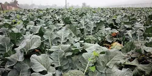 富硒蔬菜市场趋势分析图(全国蔬菜走势)-硒宝网