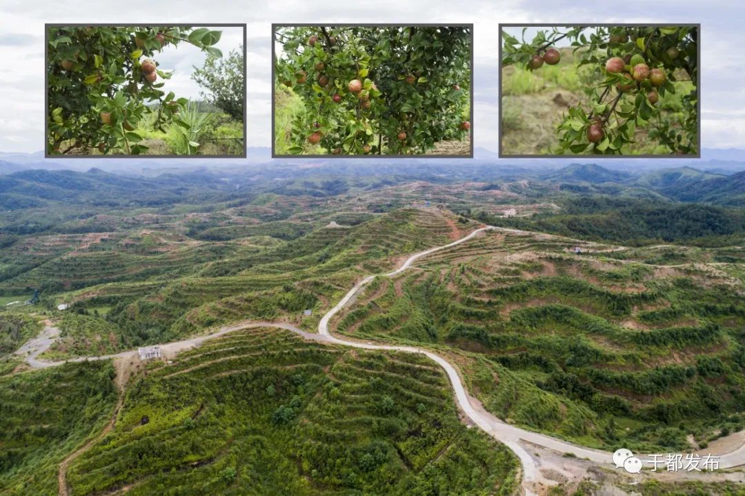 富硒蔬菜市场前景怎么样(富硒蔬菜价格比普通蔬菜)-硒宝网