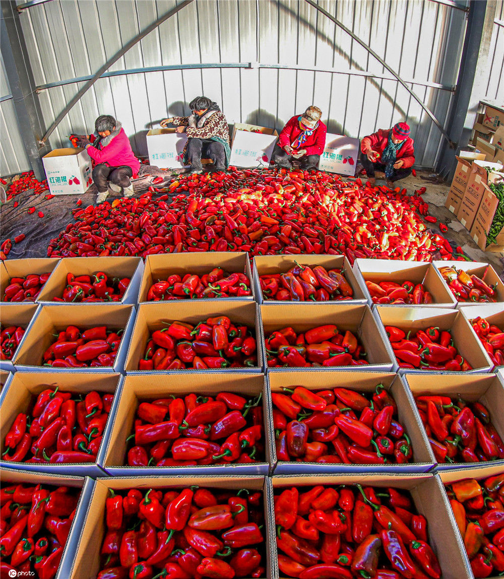 大棚富硒蔬菜一年多少钱(万亩富硒蔬菜基地)-硒宝网