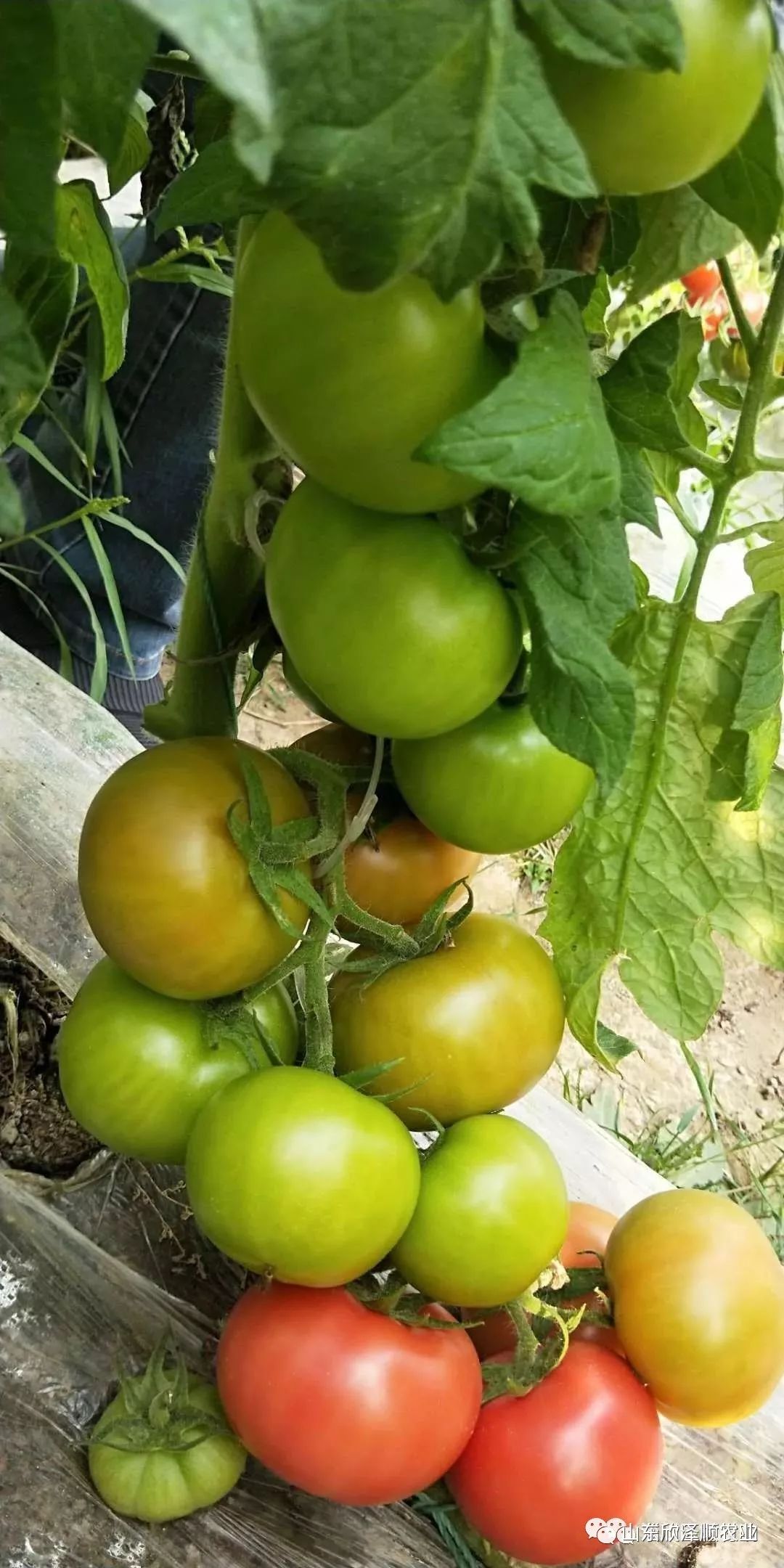 怎么种植富硒水果西红柿(种植西红柿效益如何)-硒宝网