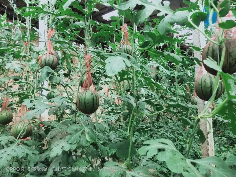 怎么种植富硒水果西红柿(种植西红柿效益如何)-硒宝网