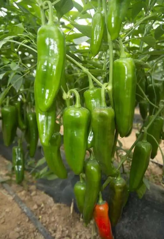 怎么种植富硒水果西红柿(种植西红柿效益如何)-硒宝网