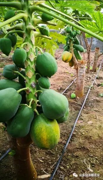 怎么种植富硒水果西红柿(种植西红柿效益如何)-硒宝网