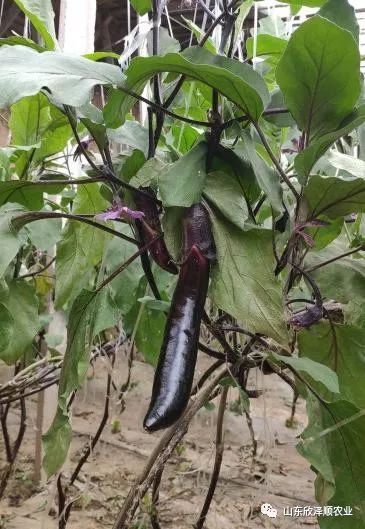 怎么种植富硒水果西红柿(种植西红柿效益如何)-硒宝网