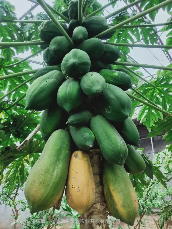 怎么种植富硒水果西红柿(种植西红柿效益如何)-硒宝网