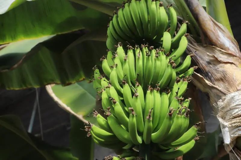 怎么种植富硒水果西红柿(种植西红柿效益如何)-硒宝网