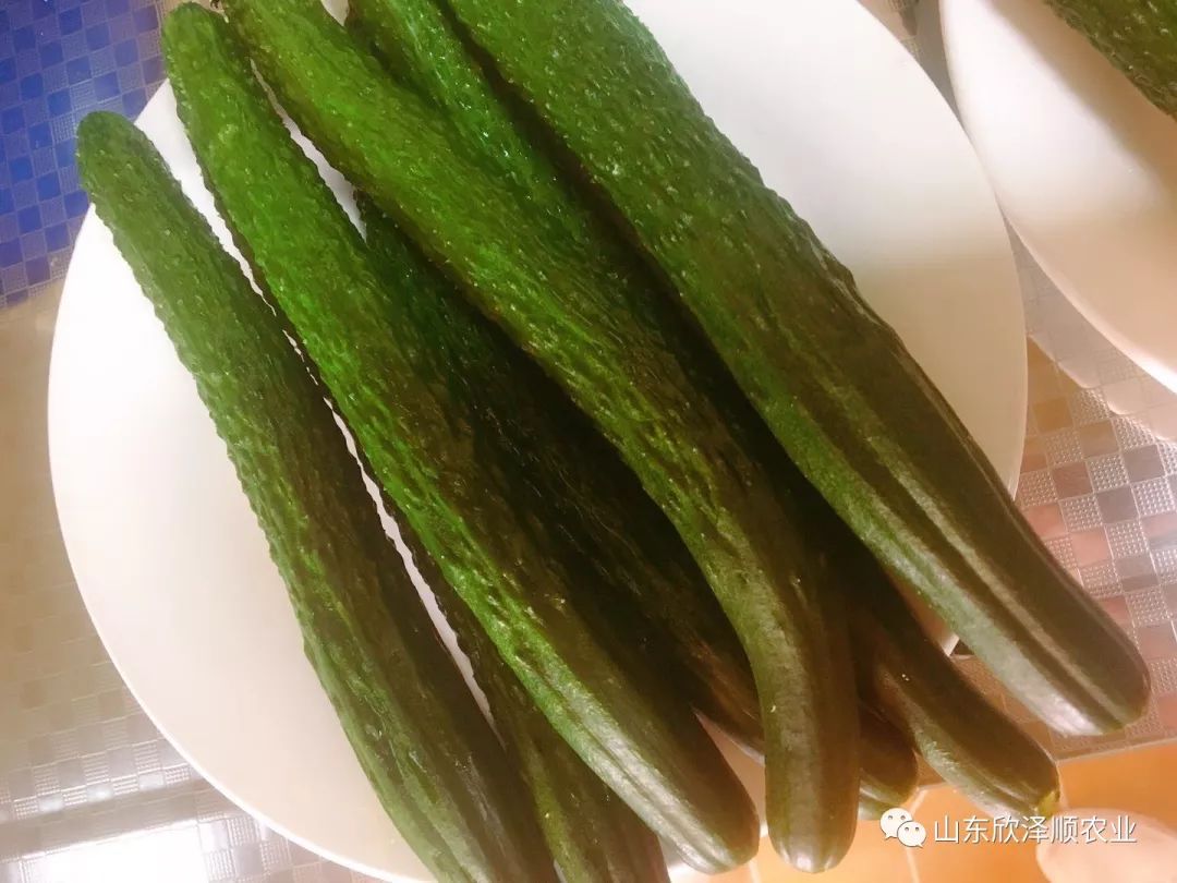 怎么种植富硒水果西红柿(种植西红柿效益如何)-硒宝网