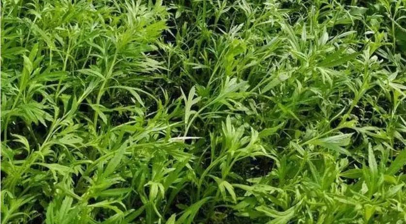 富硒蔬菜市场前景怎么样(富硒农产品市场前景)-硒宝网