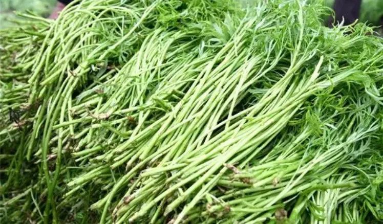 富硒蔬菜市场前景怎么样(富硒农产品市场前景)-硒宝网