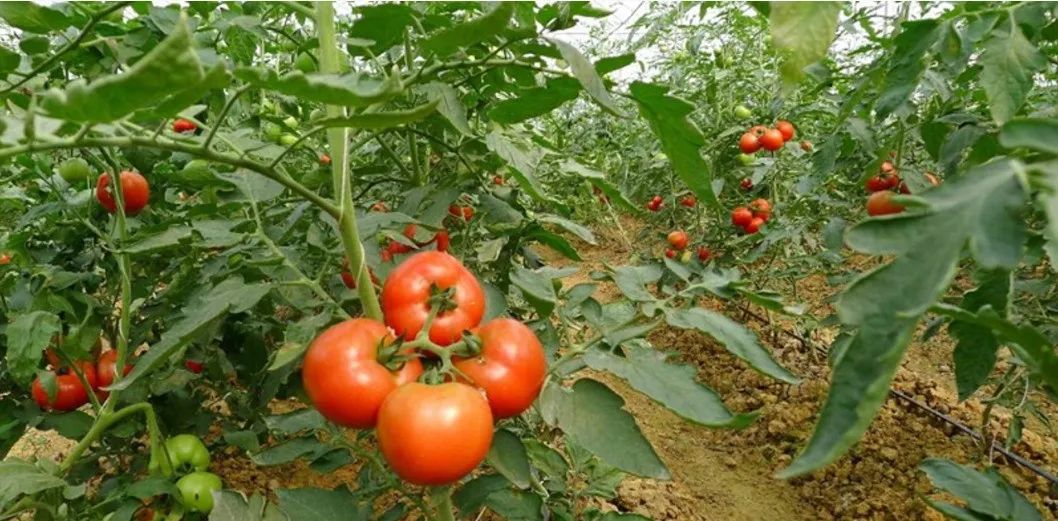 富硒蔬菜市场前景怎么样(富硒农产品市场前景)-硒宝网