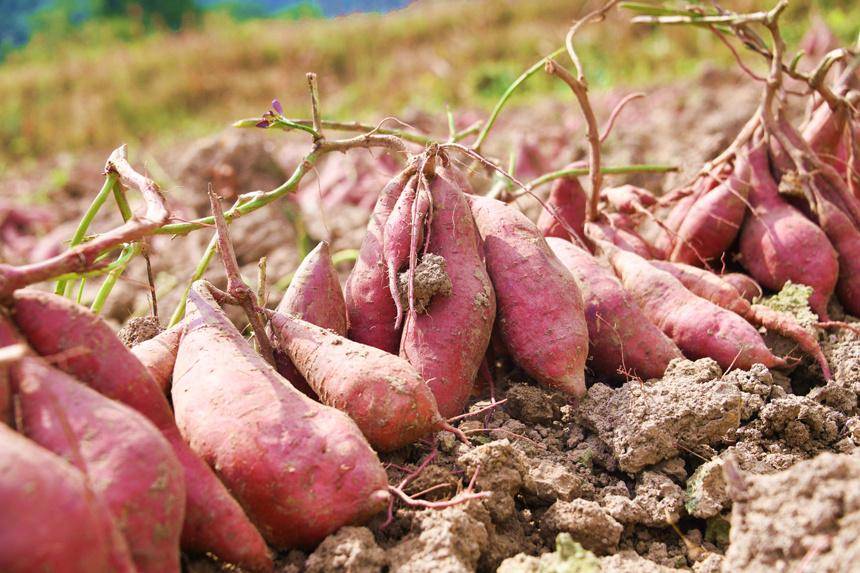 万安县富硒蔬菜种植面积(江西富硒蔬菜产业集群)-硒宝网