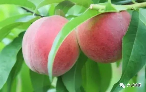 水果增加富硒元素的肥料（富硒对水果的作用如何）-硒宝网