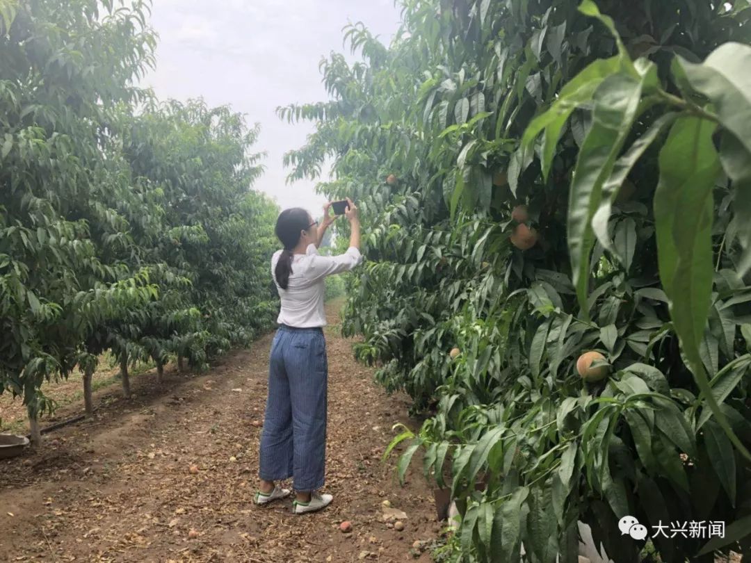 水果增加富硒元素的肥料（富硒对水果的作用如何）-硒宝网