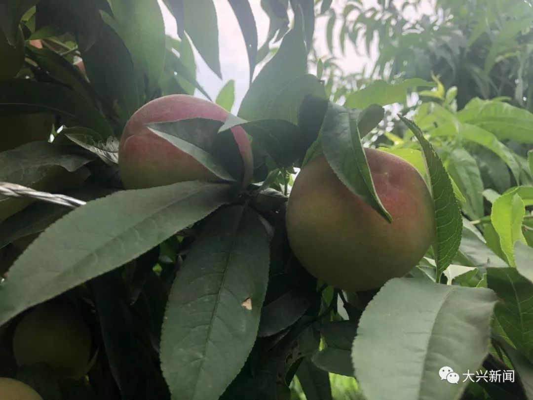 水果增加富硒元素的肥料（富硒对水果的作用如何）-硒宝网