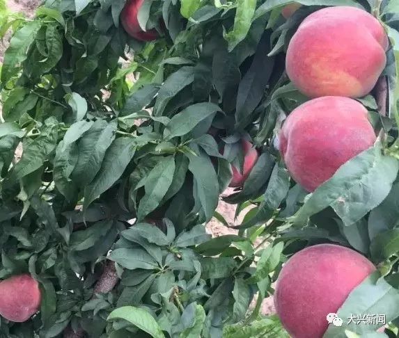 水果增加富硒元素的肥料（富硒对水果的作用如何）-硒宝网