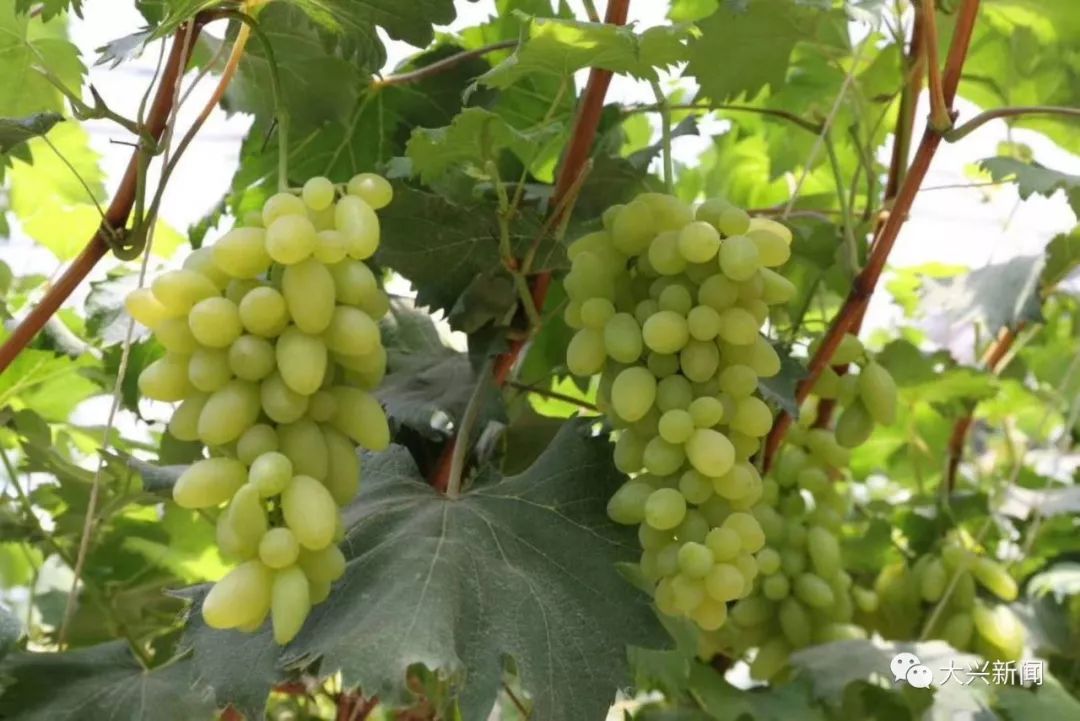 水果增加富硒元素的肥料（富硒对水果的作用如何）-硒宝网