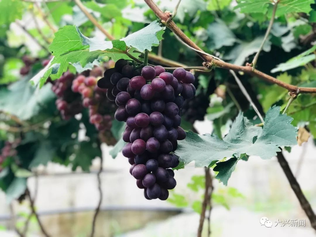 水果增加富硒元素的肥料（富硒对水果的作用如何）-硒宝网