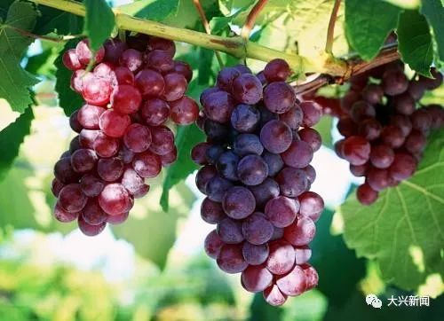 水果增加富硒元素的肥料（富硒对水果的作用如何）-硒宝网