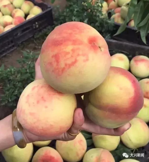 水果增加富硒元素的肥料（富硒对水果的作用如何）-硒宝网