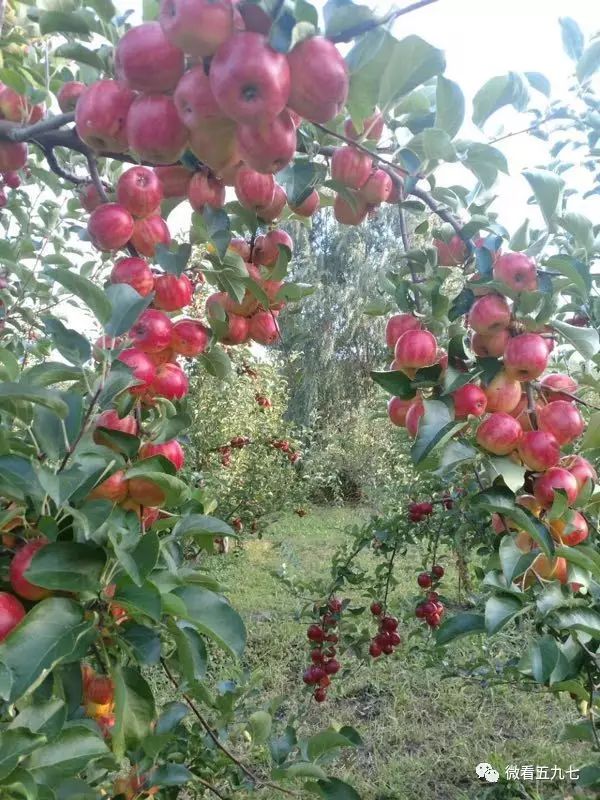 水果增加富硒元素的肥料(水果元素富硒增加肥料的原因)-硒宝网