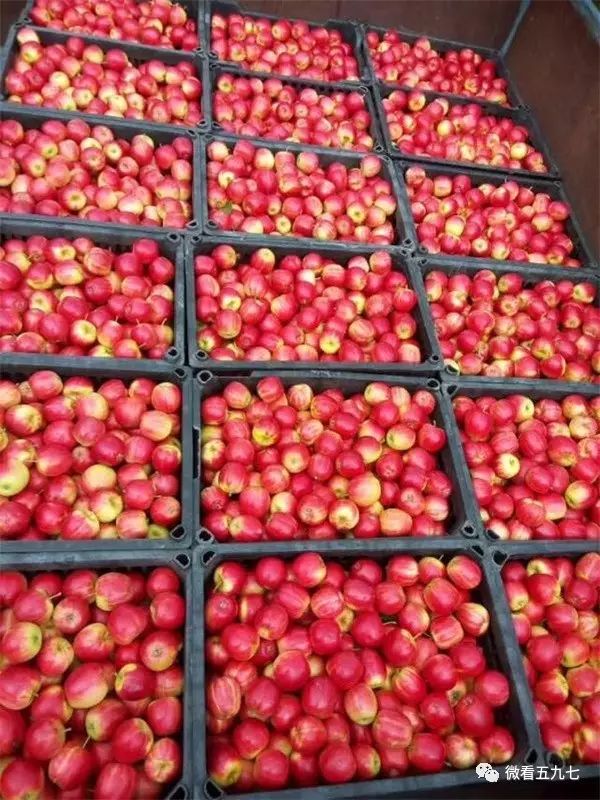 水果增加富硒元素的肥料(水果元素富硒增加肥料的原因)-硒宝网