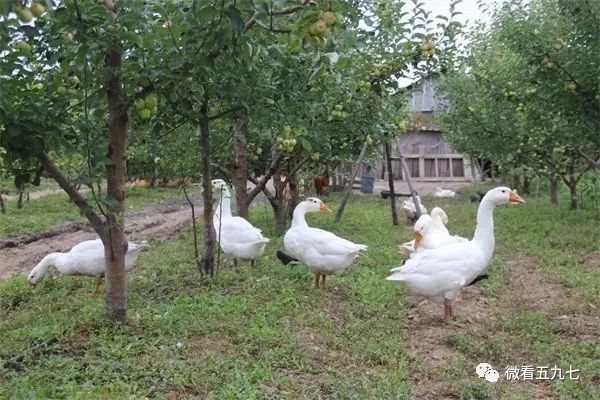 水果增加富硒元素的肥料(水果元素富硒增加肥料的原因)-硒宝网