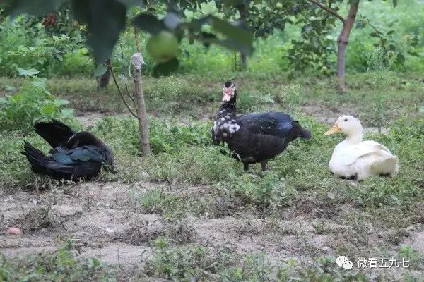 水果增加富硒元素的肥料(水果元素富硒增加肥料的原因)-硒宝网