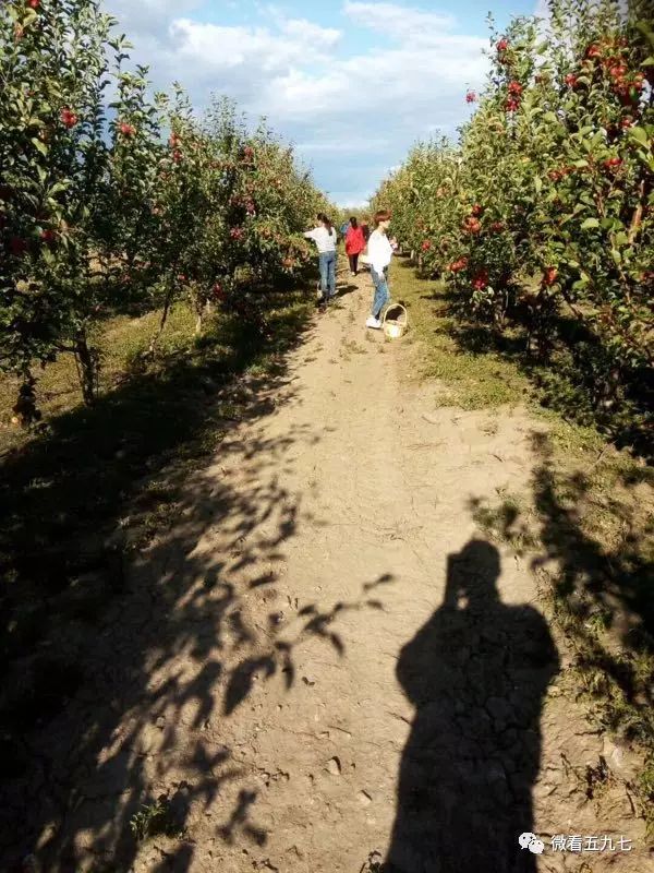 水果增加富硒元素的肥料(水果元素富硒增加肥料的原因)-硒宝网