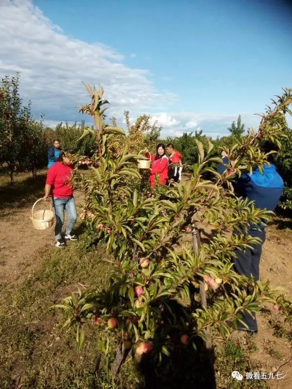水果增加富硒元素的肥料(水果元素富硒增加肥料的原因)-硒宝网