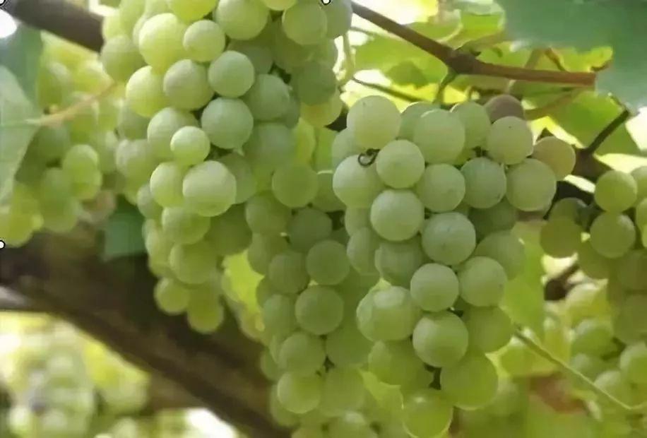 小溪富硒水果有哪些品种（小溪水果品种富硒有哪些）-硒宝网