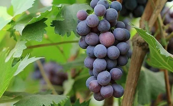 小溪富硒水果有哪些品种（小溪水果品种富硒有哪些）-硒宝网