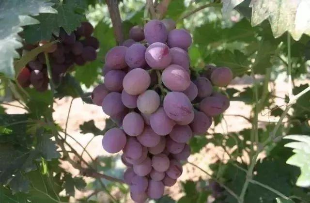 小溪富硒水果有哪些品种（小溪水果品种富硒有哪些）-硒宝网